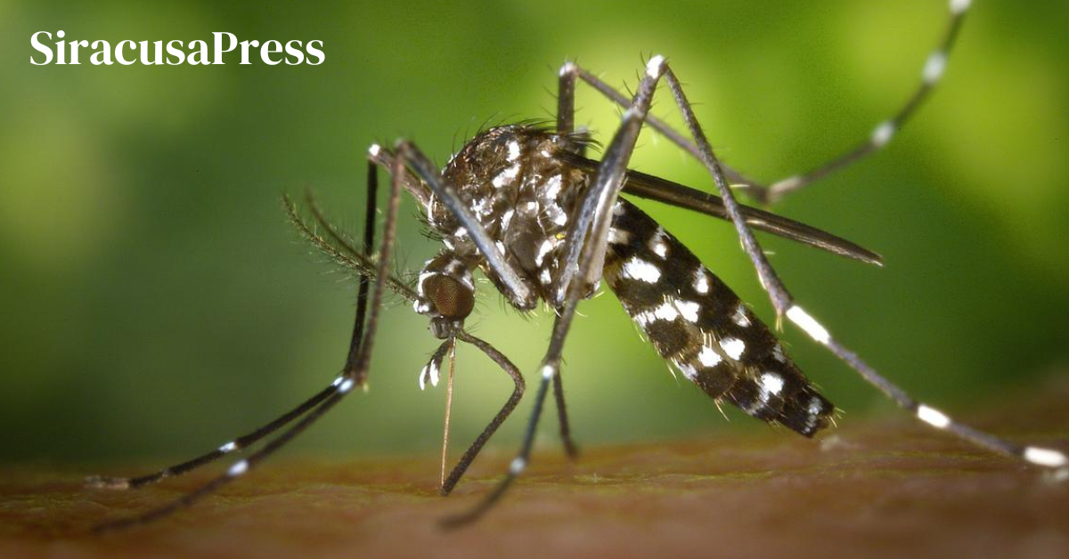 Allarme Dengue In Italia La Zanzara Tigre Porta Il Virus Alle Nostre