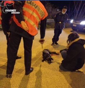 carabinieri cane siracusapress