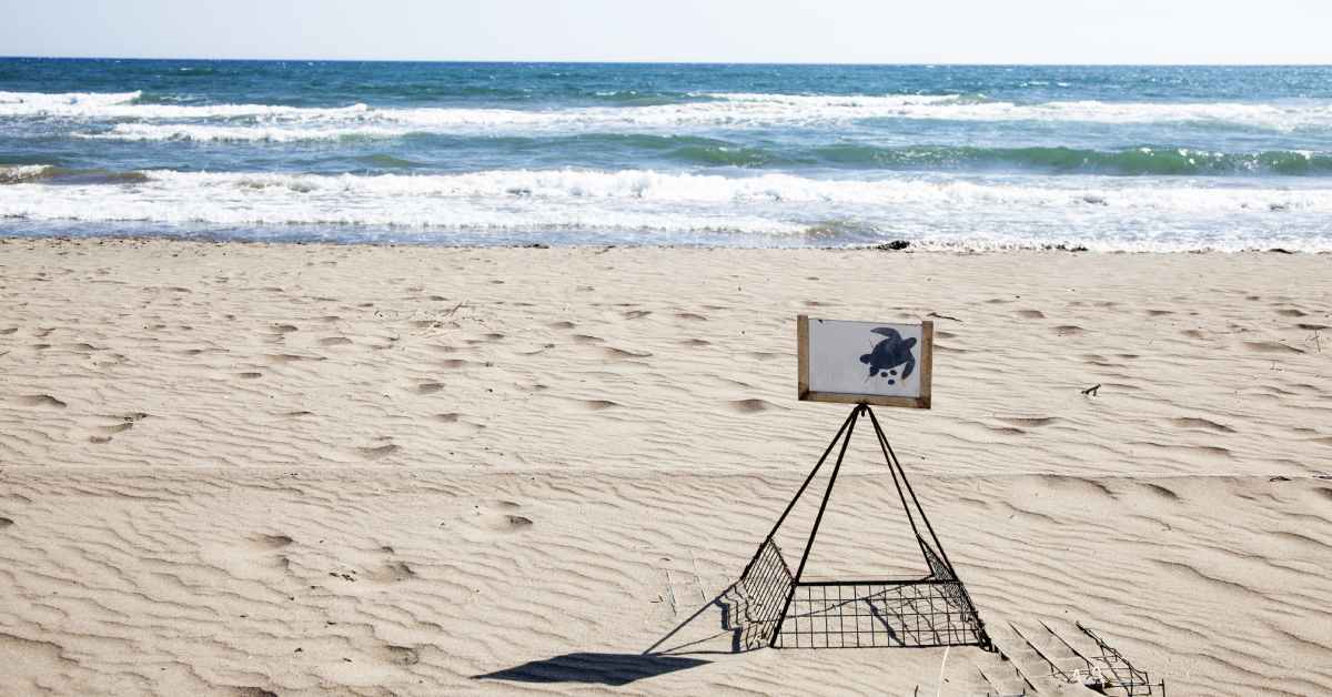 tartaruga caretta caretta nido siracusapress