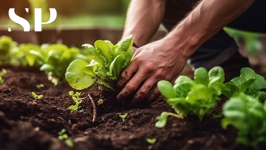 siracusapress
